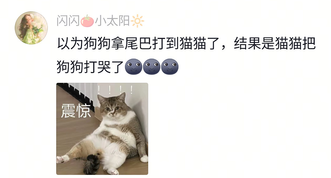【宠物】狗子靠近猫猫的罐头被打得嗷嗷哭,怎么哄都没用,直到说再哭小猫又要打它才止住…主人:白长那么大个头(组图) - 3