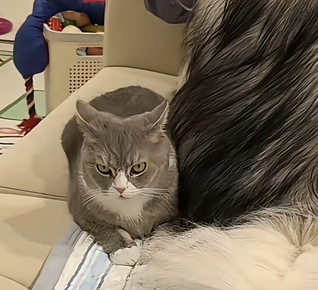 【宠物】狗子靠近猫猫的罐头被打得嗷嗷哭,怎么哄都没用,直到说再哭小猫又要打它才止住…主人:白长那么大个头(组图) - 2