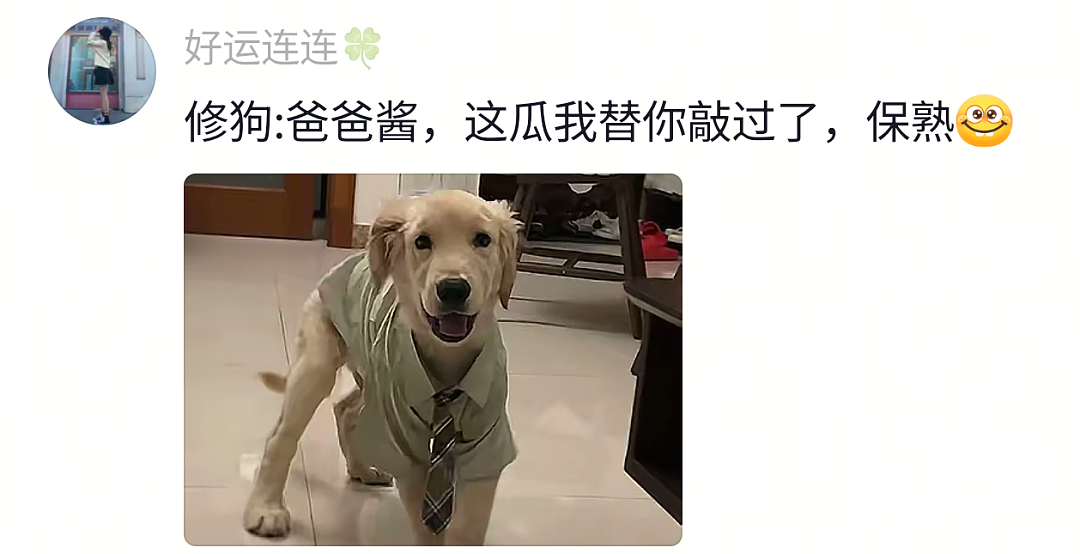 【宠物】狗子靠近猫猫的罐头被打得嗷嗷哭,怎么哄都没用,直到说再哭小猫又要打它才止住…主人:白长那么大个头(组图) - 26