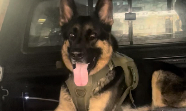 爱犬和车一起被偷，澳男苦寻7天只找回冰冷尸体，心碎不已（图） - 1