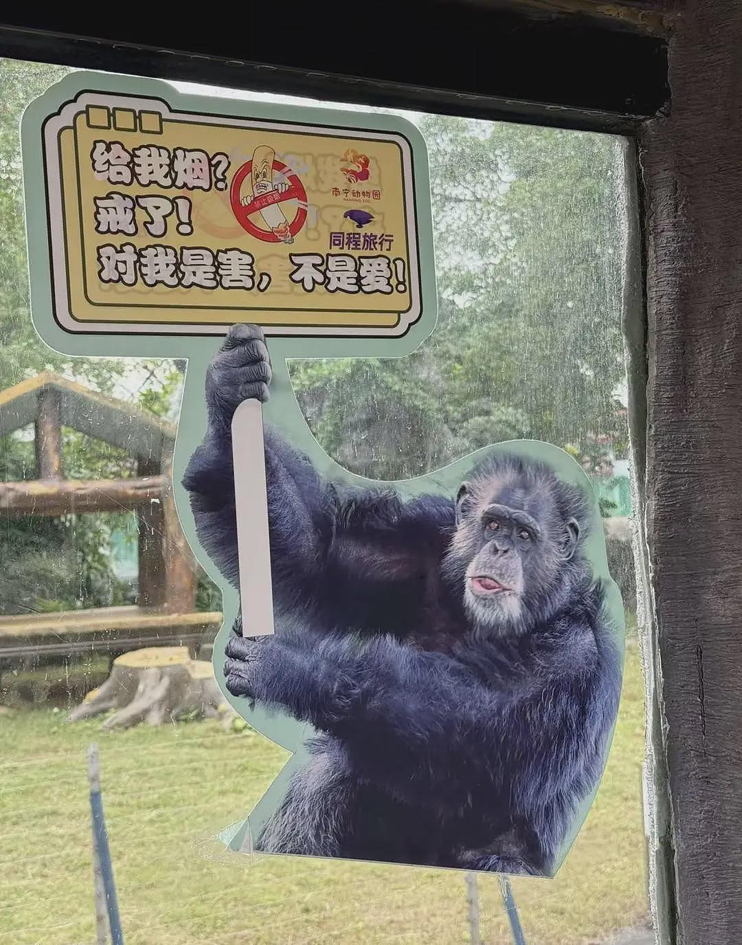 南宁动物园回应大猩猩抽烟:在德国领养家庭染上恶习(组图) - 3