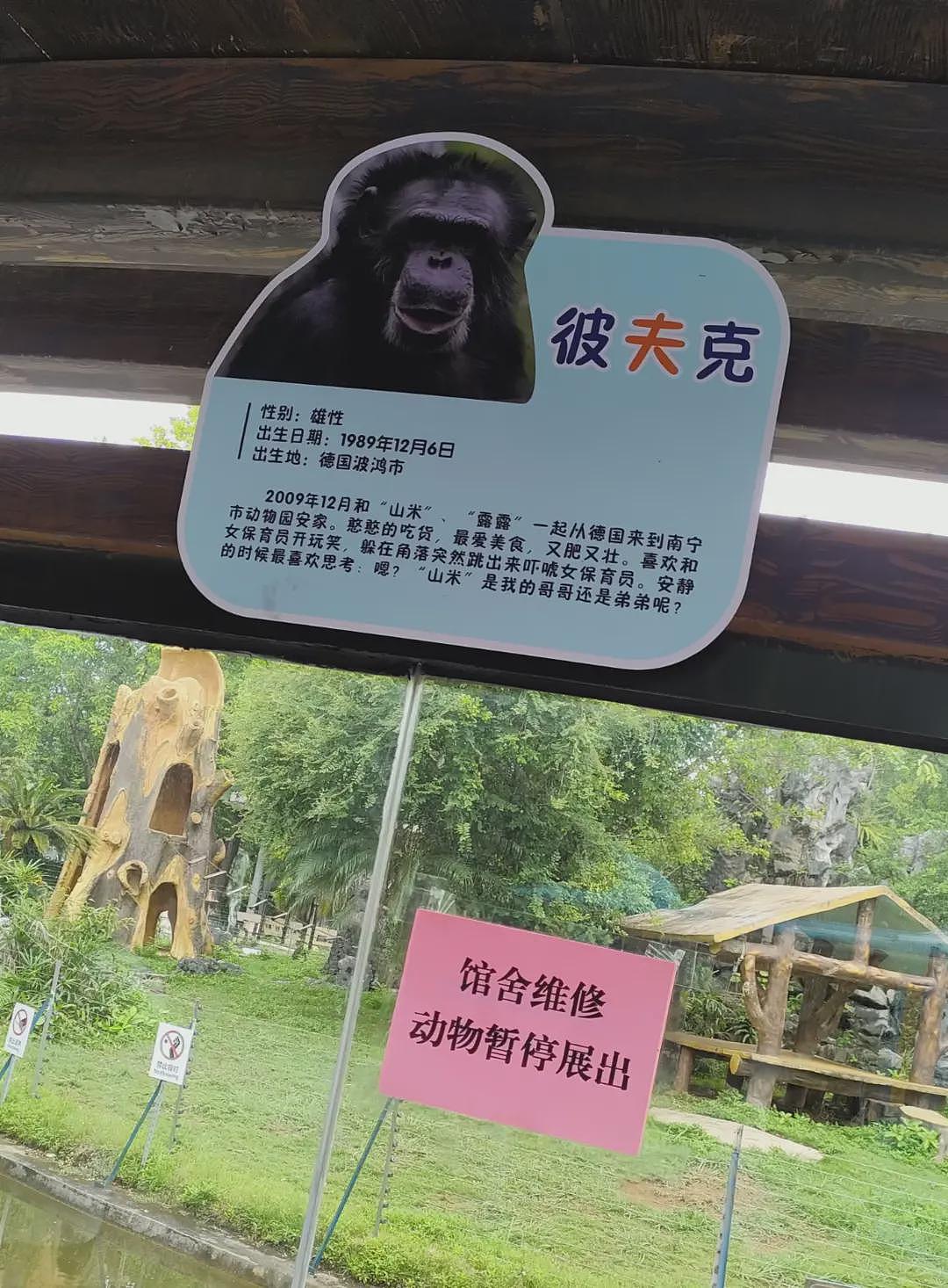 南宁动物园回应大猩猩抽烟:在德国领养家庭染上恶习(组图) - 2