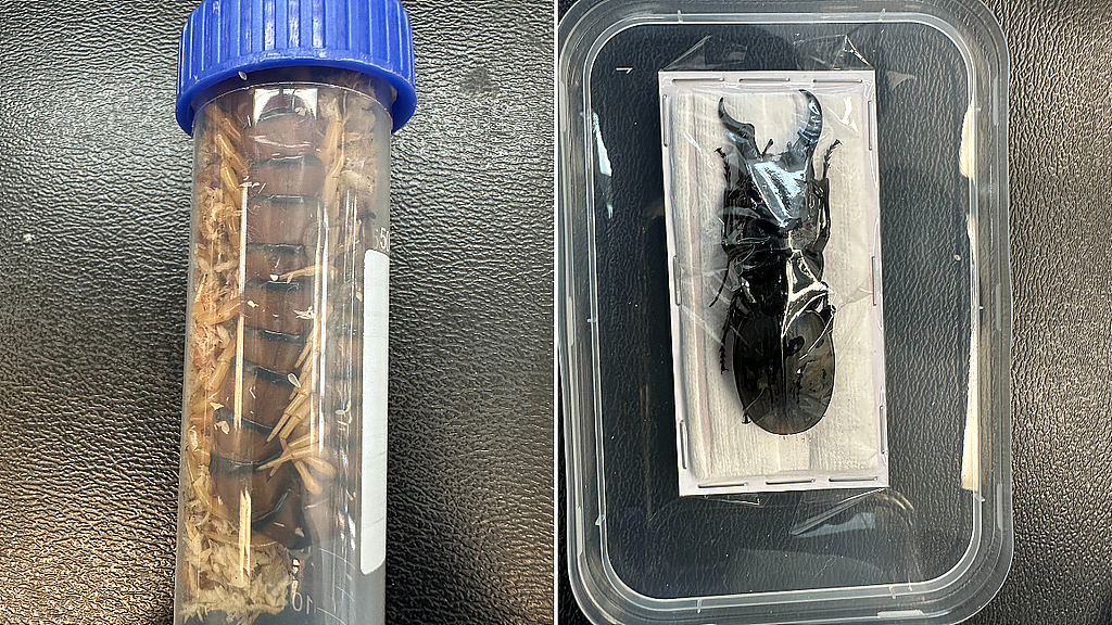 重罚$3.5万!悉尼机场查获中国留学生“昆虫箱”!125只蜘蛛、甲虫全活的(组图) - 4