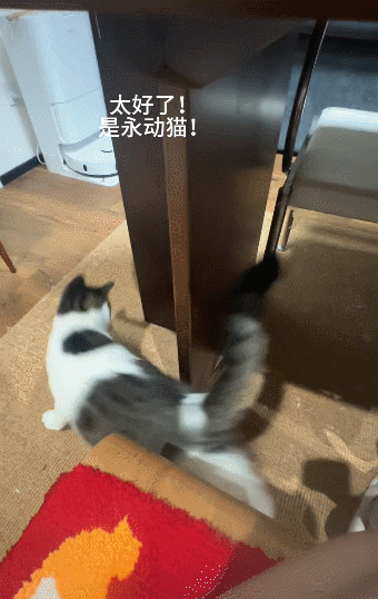 【宠物】小猫背着新书包出门玩，结果被打劫了...网友：我的笑点和道德在打架哈哈哈哈（组图） - 1