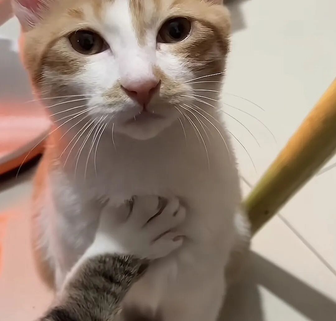 【宠物】小猫背着新书包出门玩，结果被打劫了...网友：我的笑点和道德在打架哈哈哈哈（组图） - 7