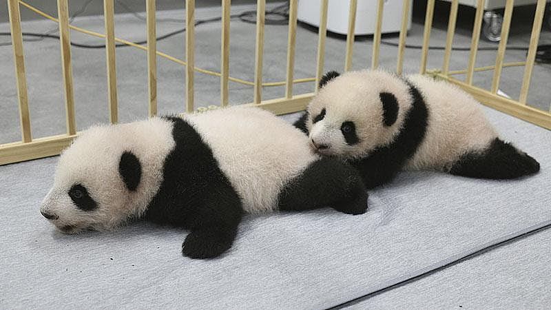 最后2只旅日大熊猫将回国　专家：中方或不再向日本租赁新的（组图） - 2