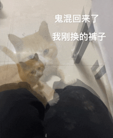 【宠物】小猫背着新书包出门玩，结果被打劫了...网友：我的笑点和道德在打架哈哈哈哈（组图） - 13