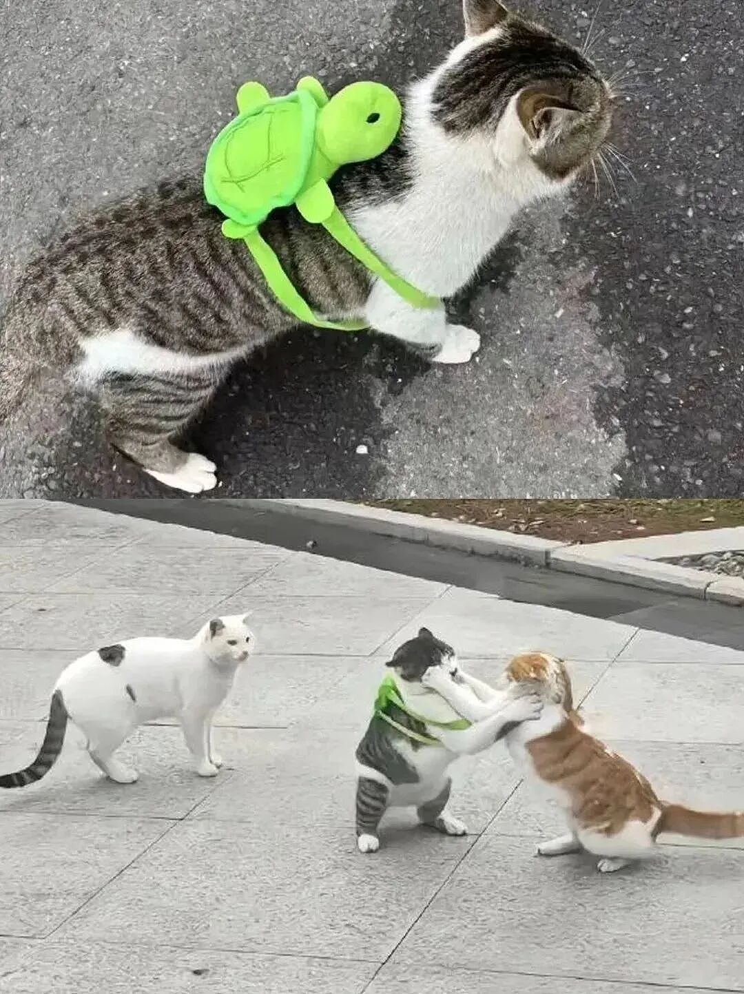【宠物】小猫背着新书包出门玩，结果被打劫了...网友：我的笑点和道德在打架哈哈哈哈（组图） - 21