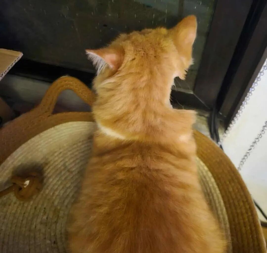 【宠物】小猫背着新书包出门玩，结果被打劫了...网友：我的笑点和道德在打架哈哈哈哈（组图） - 19