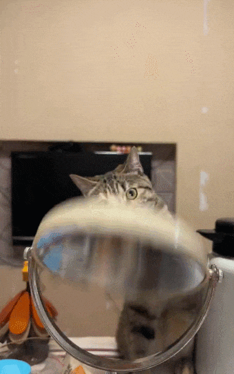 【宠物】小猫背着新书包出门玩，结果被打劫了...网友：我的笑点和道德在打架哈哈哈哈（组图） - 2