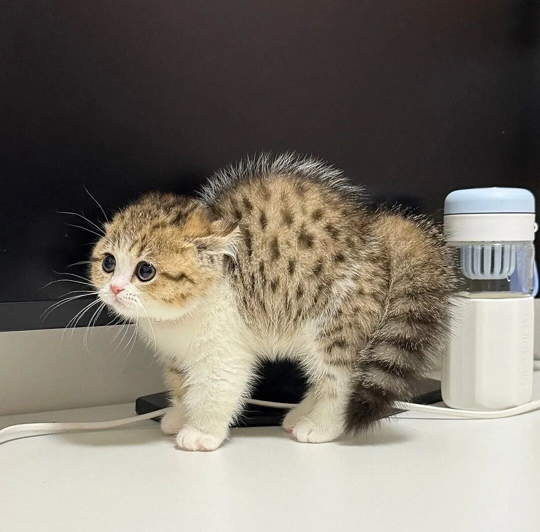 【宠物】小猫背着新书包出门玩，结果被打劫了...网友：我的笑点和道德在打架哈哈哈哈（组图） - 17