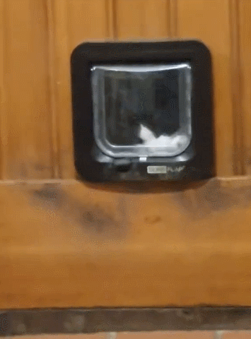 【宠物】小猫背着新书包出门玩，结果被打劫了...网友：我的笑点和道德在打架哈哈哈哈（组图） - 8