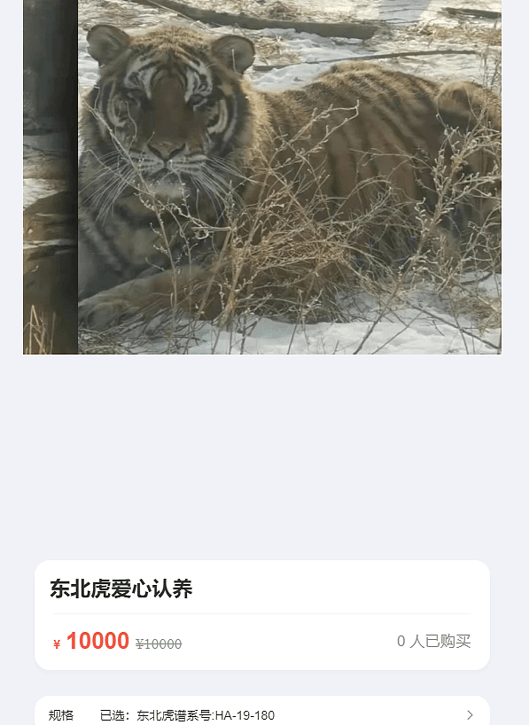 女子认养东北虎两年,续费时才知道老虎已死亡(组图) - 4