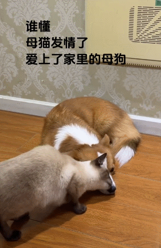 【宠物】小猫背着新书包出门玩，结果被打劫了...网友：我的笑点和道德在打架哈哈哈哈（组图） - 9