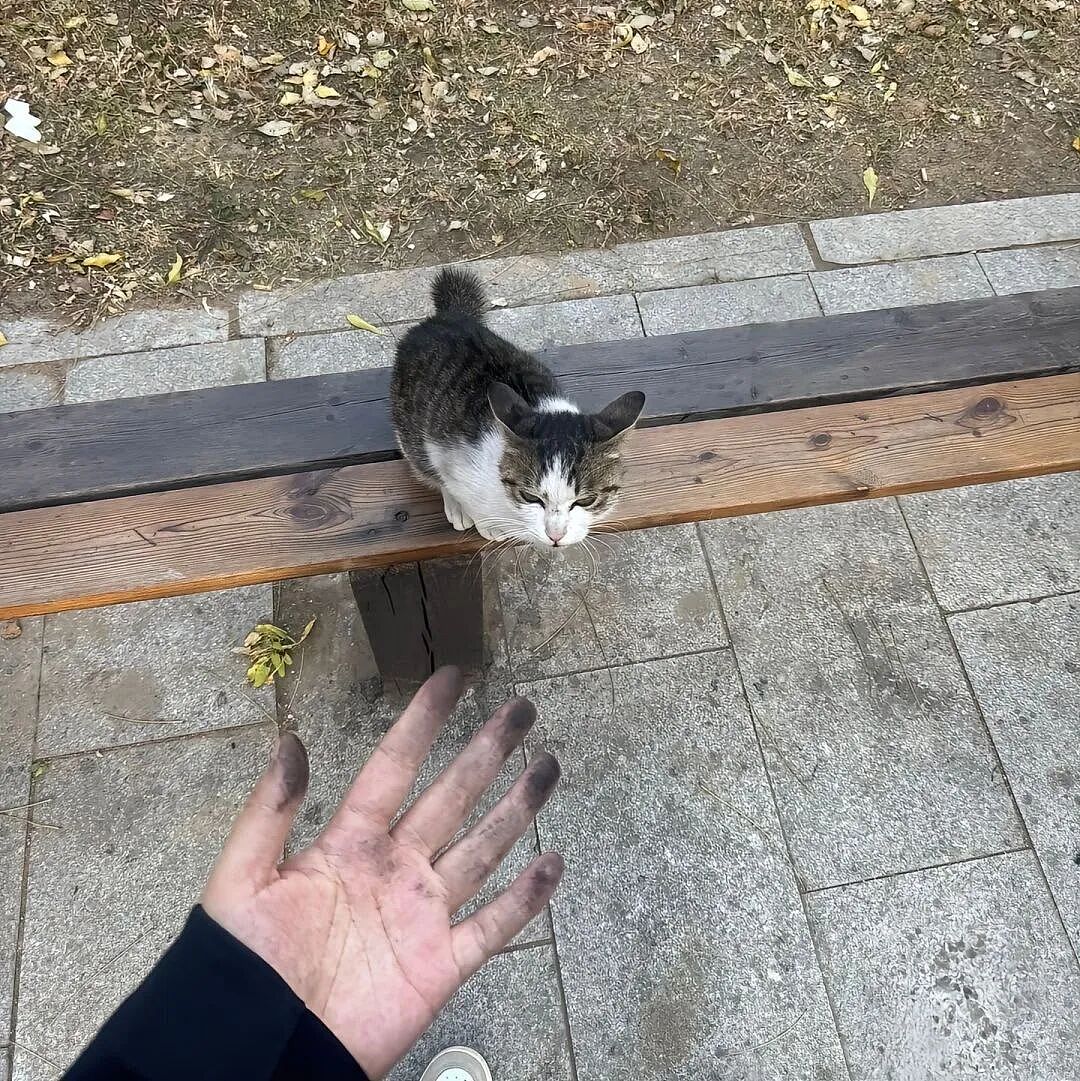 【宠物】小猫背着新书包出门玩，结果被打劫了...网友：我的笑点和道德在打架哈哈哈哈（组图） - 14