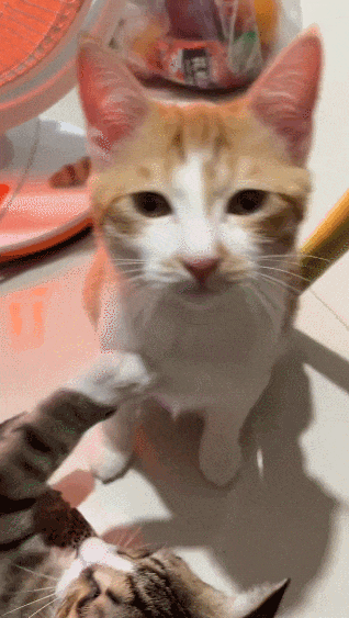 【宠物】小猫背着新书包出门玩，结果被打劫了...网友：我的笑点和道德在打架哈哈哈哈（组图） - 6