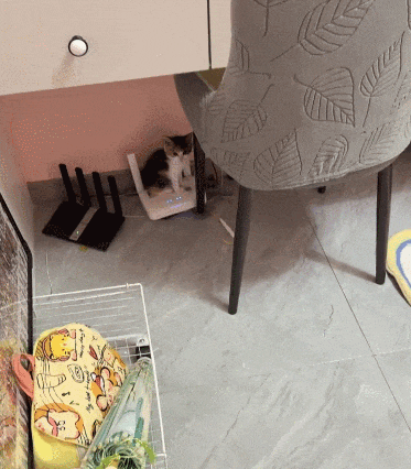 【宠物】小猫背着新书包出门玩，结果被打劫了...网友：我的笑点和道德在打架哈哈哈哈（组图） - 11