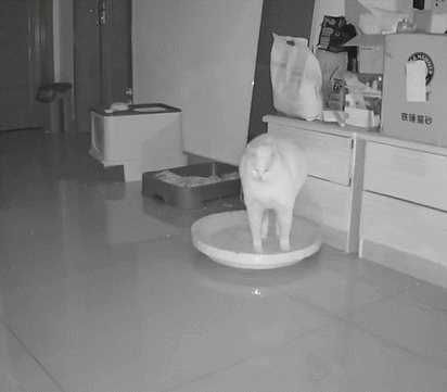 【宠物】小猫背着新书包出门玩，结果被打劫了...网友：我的笑点和道德在打架哈哈哈哈（组图） - 12