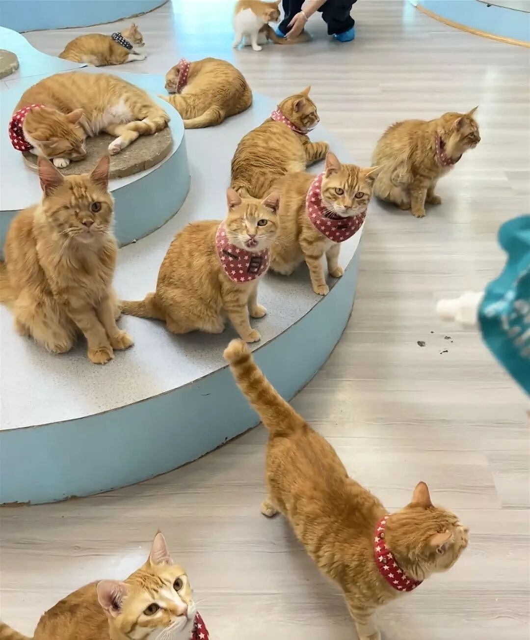 【宠物】小猫背着新书包出门玩，结果被打劫了...网友：我的笑点和道德在打架哈哈哈哈（组图） - 18