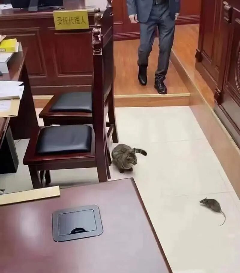 【宠物】小猫背着新书包出门玩，结果被打劫了...网友：我的笑点和道德在打架哈哈哈哈（组图） - 22