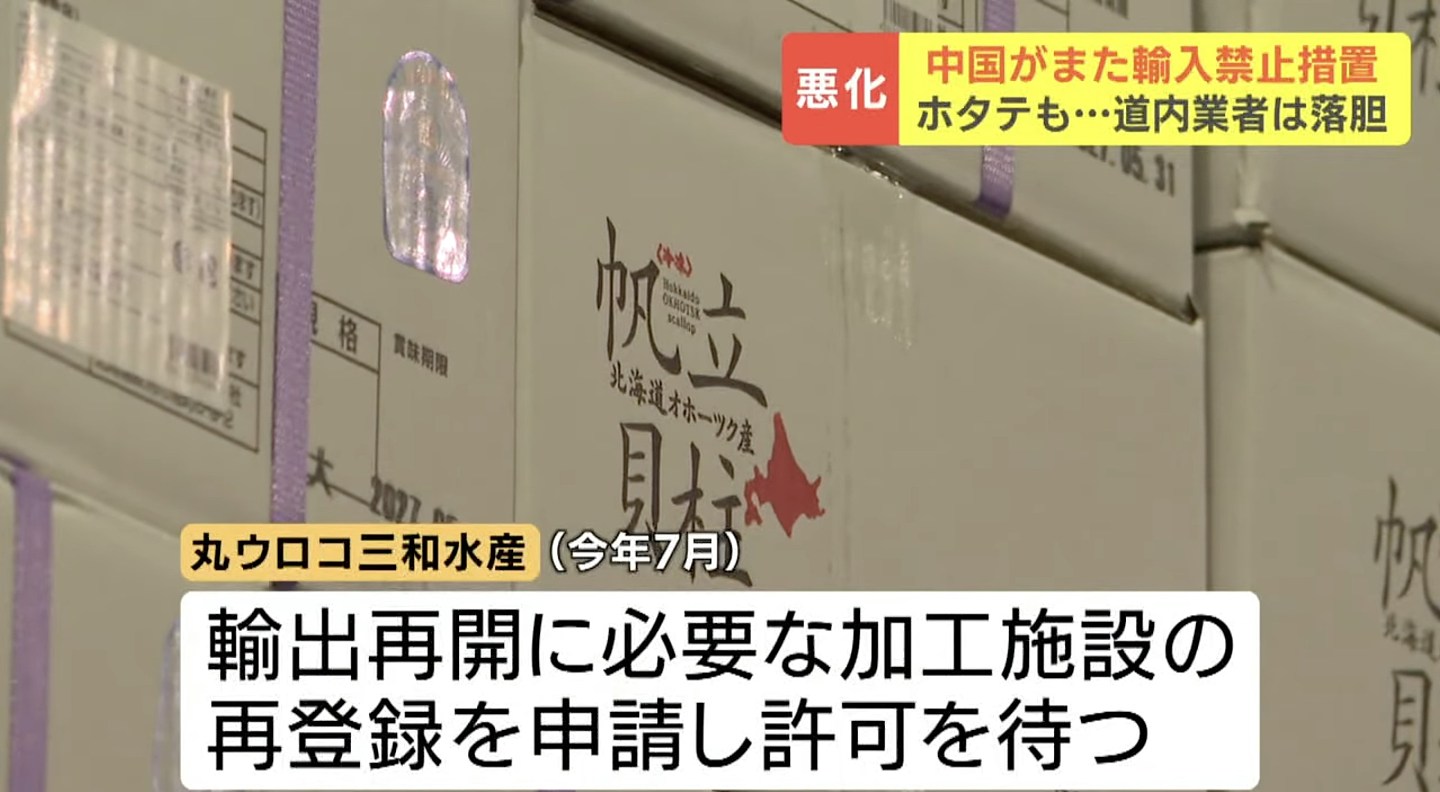北海道扇贝加工商曾年销200吨予中国，对华恢复进口禁令难掩失望（组图） - 5