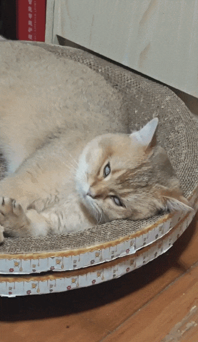 【宠物】小猫背着新书包出门玩，结果被打劫了...网友：我的笑点和道德在打架哈哈哈哈（组图） - 5