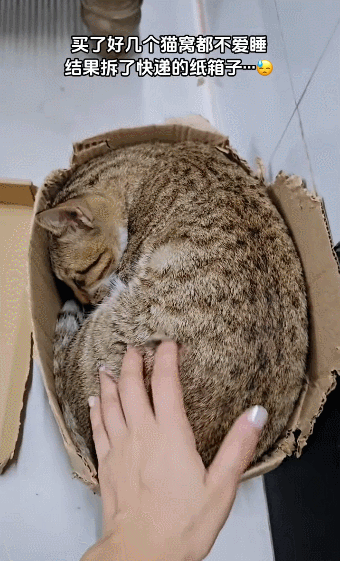 【宠物】小猫背着新书包出门玩，结果被打劫了...网友：我的笑点和道德在打架哈哈哈哈（组图） - 10