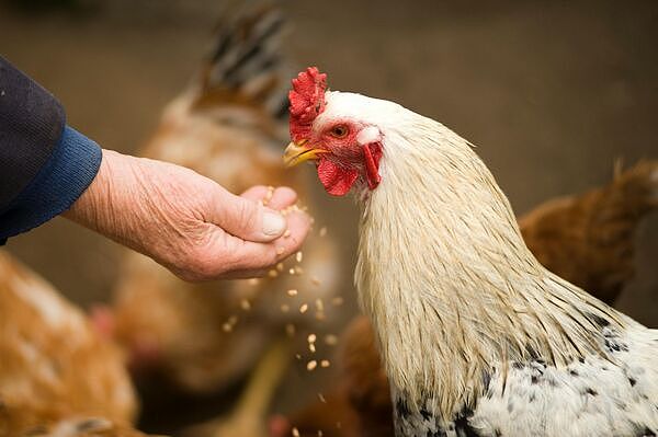 全球首例!人类感染H5N5禽流感,专家:病毒演变“不可预测”(图) - 1