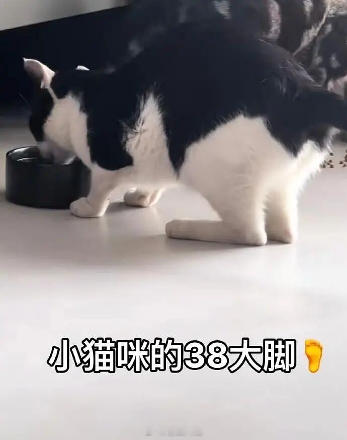 【宠物】小猫背着新书包出门玩，结果被打劫了...网友：我的笑点和道德在打架哈哈哈哈（组图） - 20