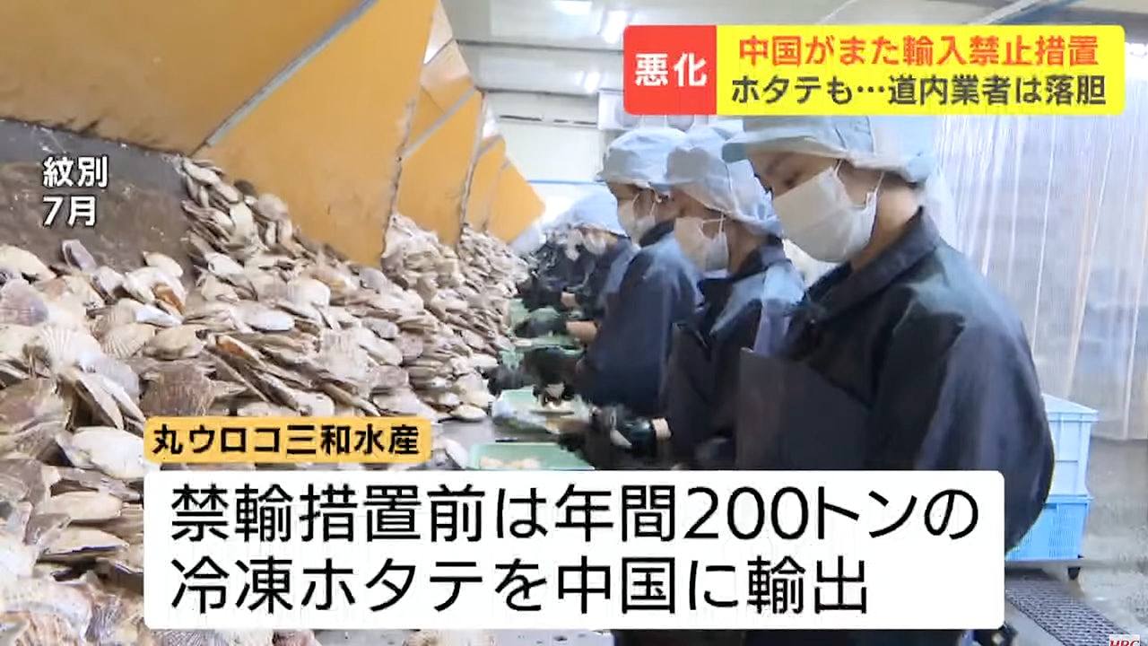 北海道扇贝加工商曾年销200吨予中国，对华恢复进口禁令难掩失望（组图） - 1