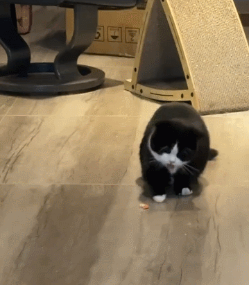 【宠物】小猫背着新书包出门玩，结果被打劫了...网友：我的笑点和道德在打架哈哈哈哈（组图） - 16