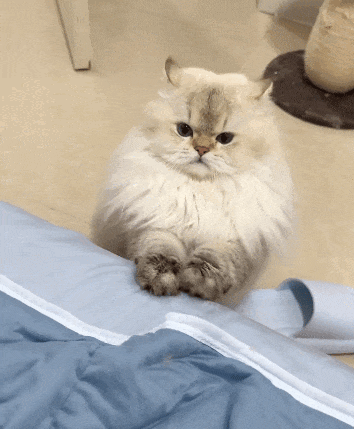 【宠物】小猫背着新书包出门玩，结果被打劫了...网友：我的笑点和道德在打架哈哈哈哈（组图） - 15