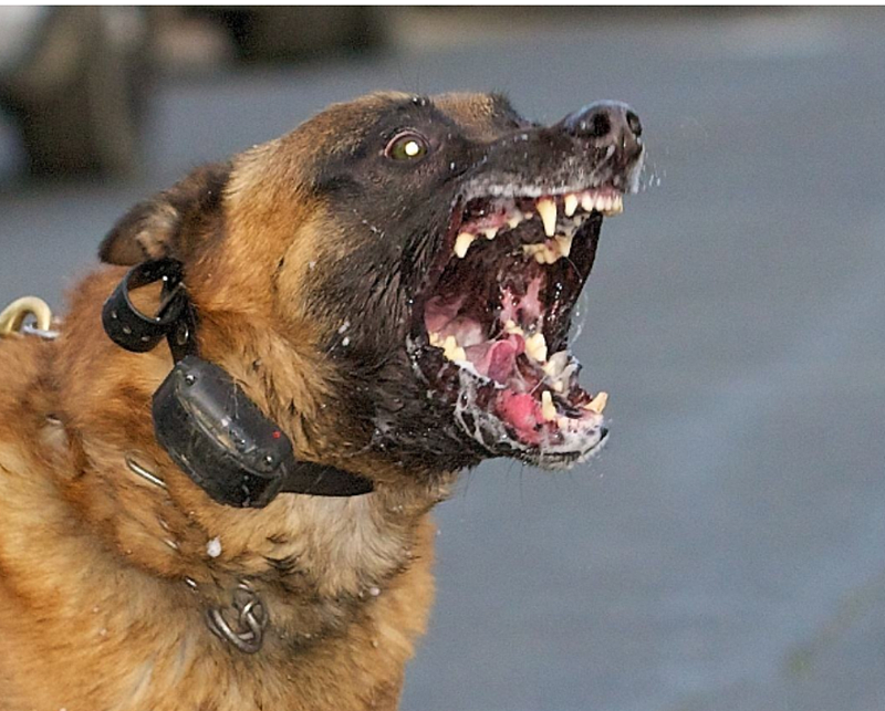 身边的疯狗离人越来越近！ 中国狂犬病现大幅反弹（组图） - 2