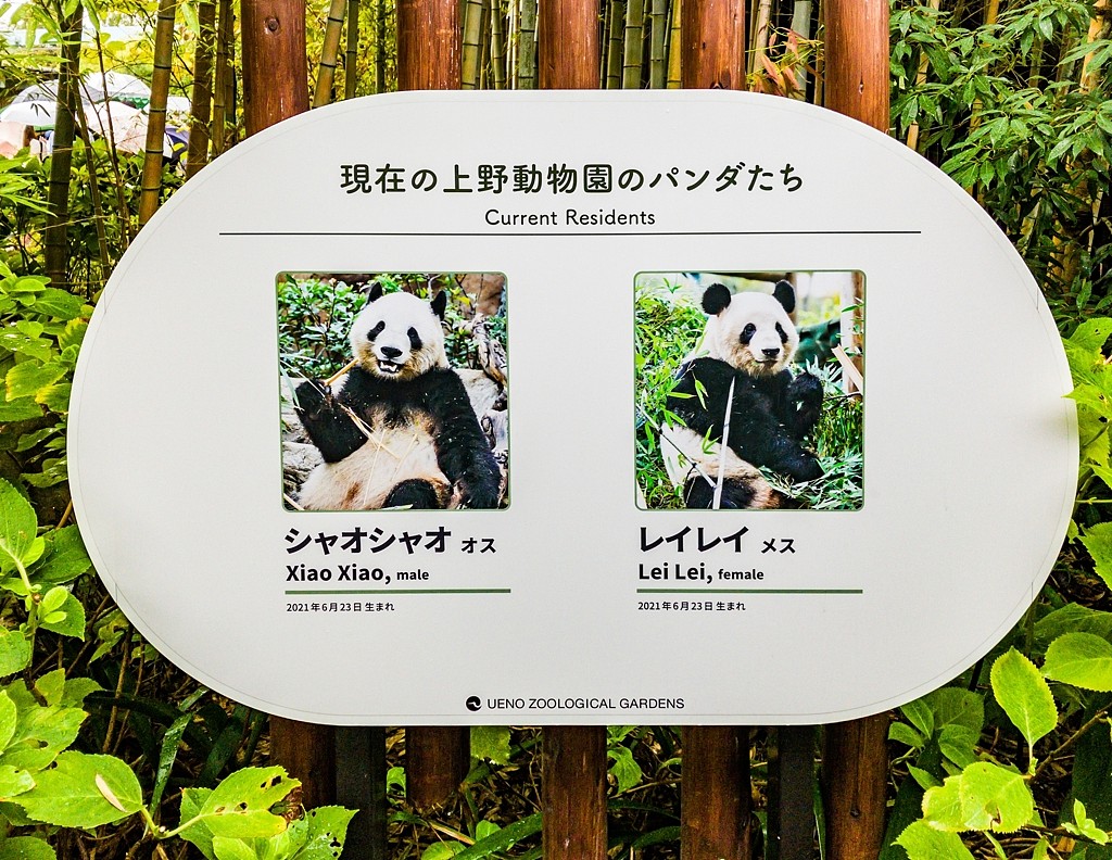 中日闹僵,北京或撤回“亲善大使”!传旅日大熊猫将回到中国(组图) - 1