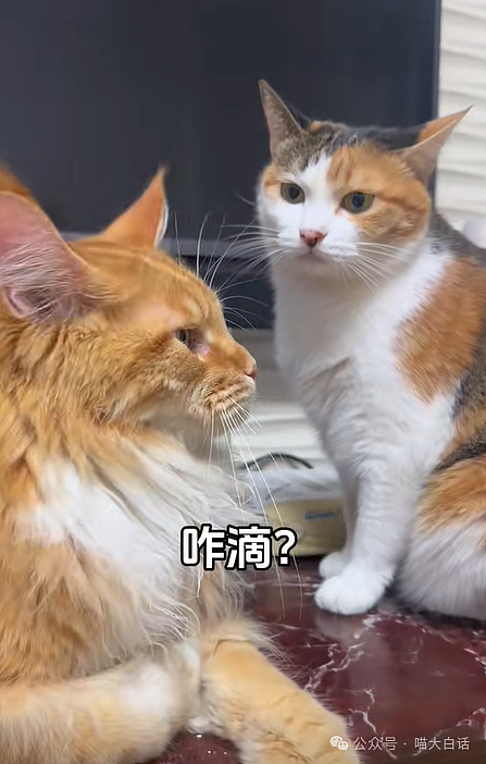 【爆笑】“现在的公司招人要求有多抽象?”哈哈哈哈哈wflbb(组图) - 47
