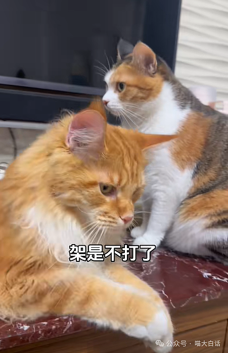 【爆笑】“现在的公司招人要求有多抽象?”哈哈哈哈哈wflbb(组图) - 44