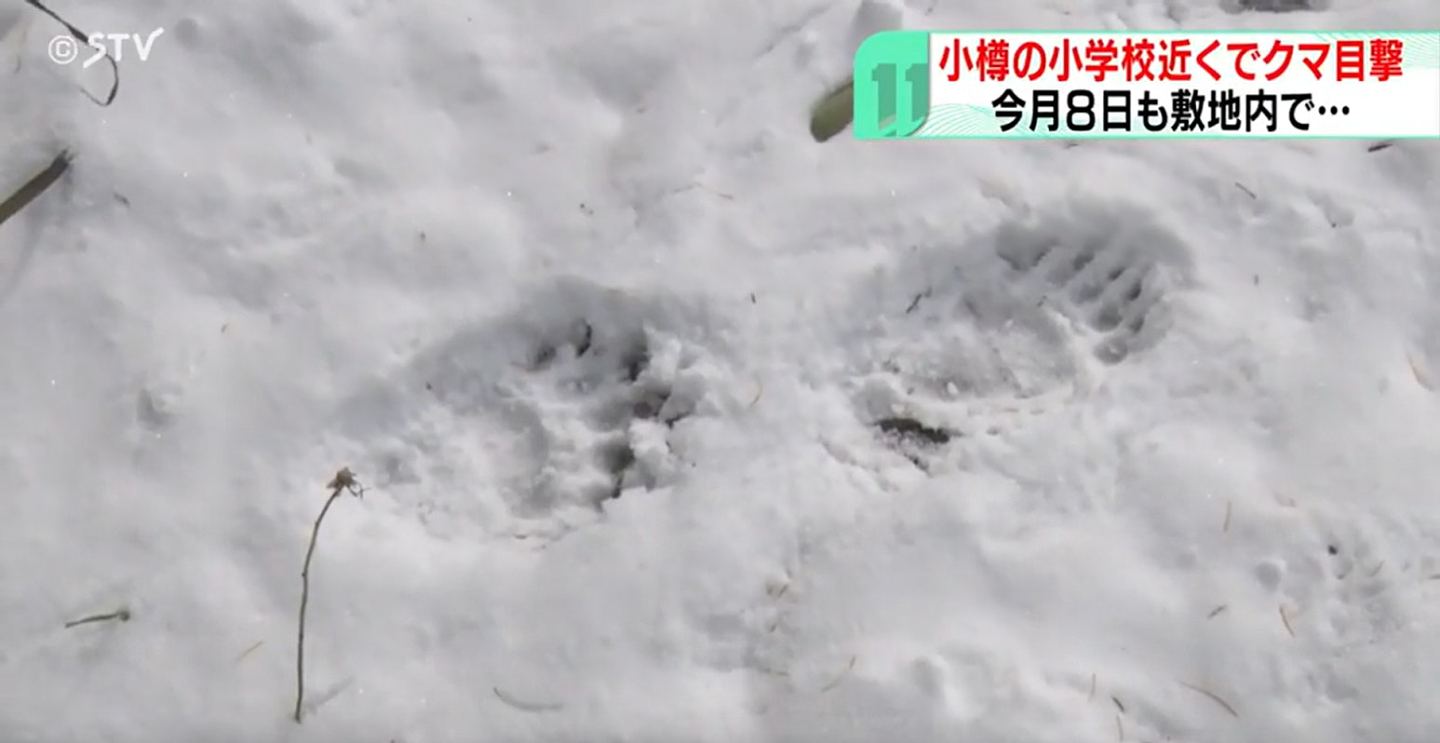 北海道发生56宗列车撞熊事件创新高!日本铁道员带喷雾自保(组图) - 2