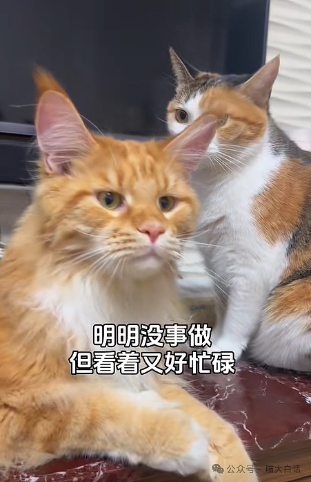 【爆笑】“现在的公司招人要求有多抽象?”哈哈哈哈哈wflbb(组图) - 46