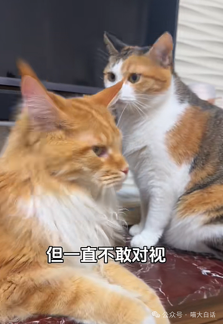 【爆笑】“现在的公司招人要求有多抽象?”哈哈哈哈哈wflbb(组图) - 45