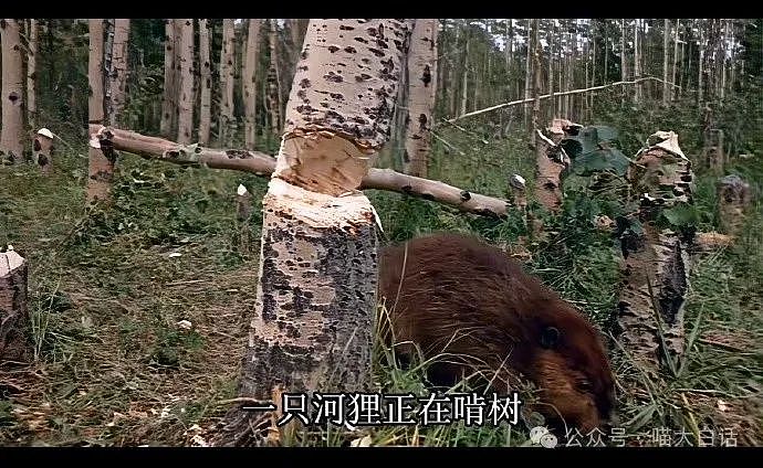 【爆笑】“现在的公司招人要求有多抽象?”哈哈哈哈哈wflbb(组图) - 80
