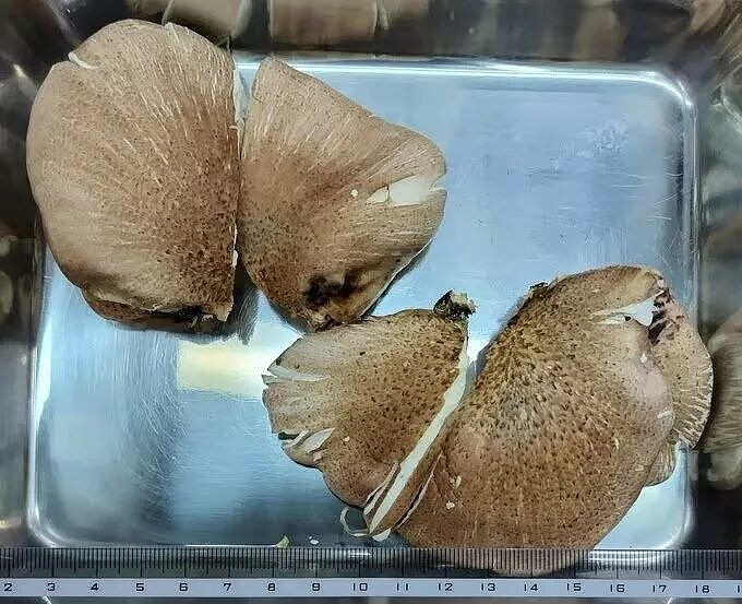 七旬大爷进山采菇,拍照后AI说无毒,可吃!半小时后惨了....(组图) - 4