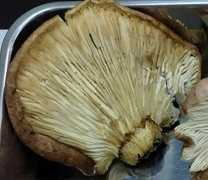 七旬大爷进山采菇,拍照后AI说无毒,可吃!半小时后惨了....(组图) - 5