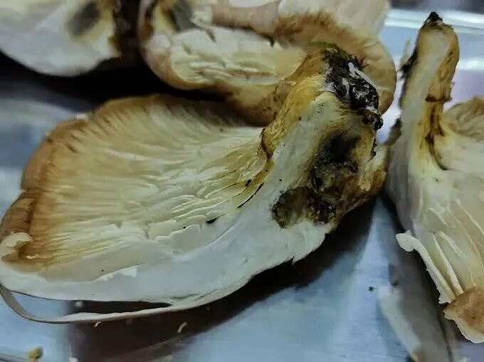 七旬大爷进山采菇,拍照后AI说无毒,可吃!半小时后惨了....(组图) - 7