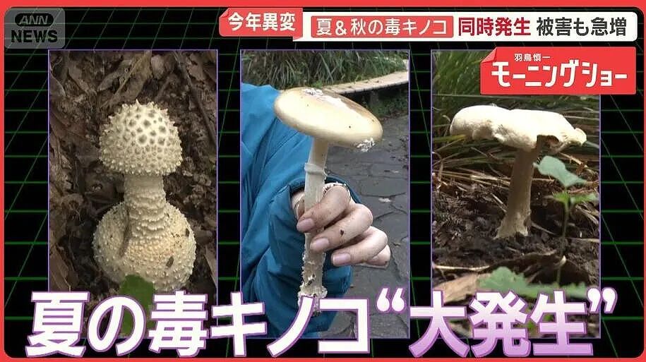七旬大爷进山采菇,拍照后AI说无毒,可吃!半小时后惨了....(组图) - 2