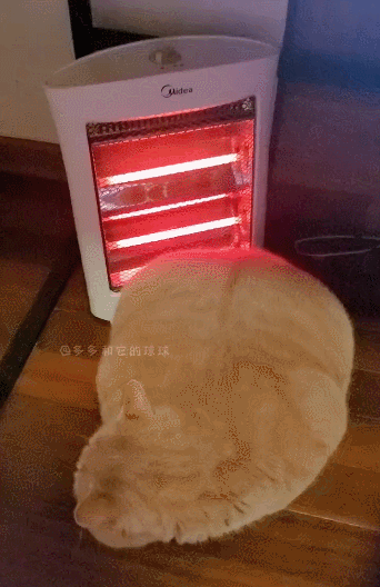 【宠物】南方猫VS北方猫过冬取暖方式，最后一种看哭所有人...咪：人，谢谢你（组图） - 11