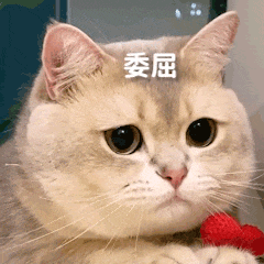 【宠物】南方猫VS北方猫过冬取暖方式，最后一种看哭所有人...咪：人，谢谢你（组图） - 1