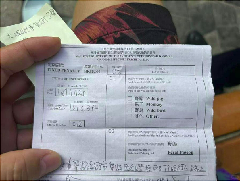 女游客香港街头喂鸽被罚5000港元引争议！质疑：内地可以随意喂（组图） - 1