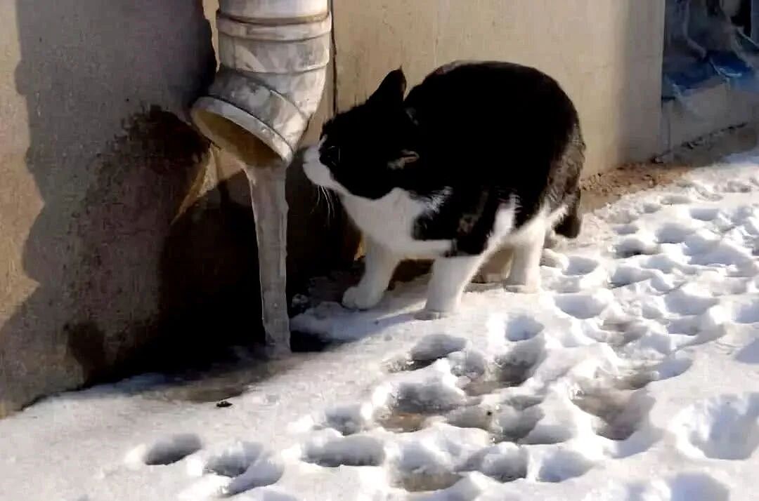 【宠物】南方猫VS北方猫过冬取暖方式，最后一种看哭所有人...咪：人，谢谢你（组图） - 20