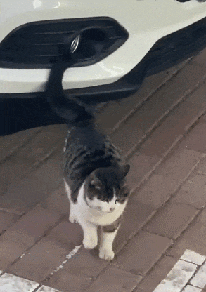 【宠物】南方猫VS北方猫过冬取暖方式，最后一种看哭所有人...咪：人，谢谢你（组图） - 15