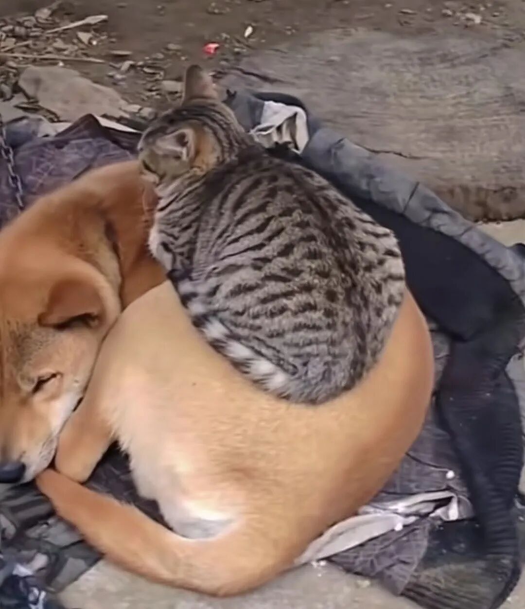 【宠物】南方猫VS北方猫过冬取暖方式，最后一种看哭所有人...咪：人，谢谢你（组图） - 13